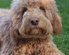 Cockapoo