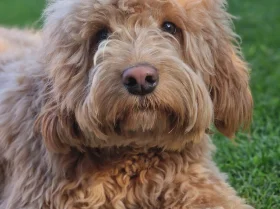 Cockapoo