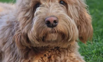 Cockapoo