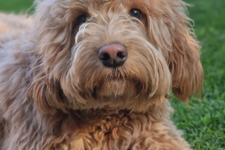 Cockapoo