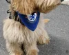 Cockapoo