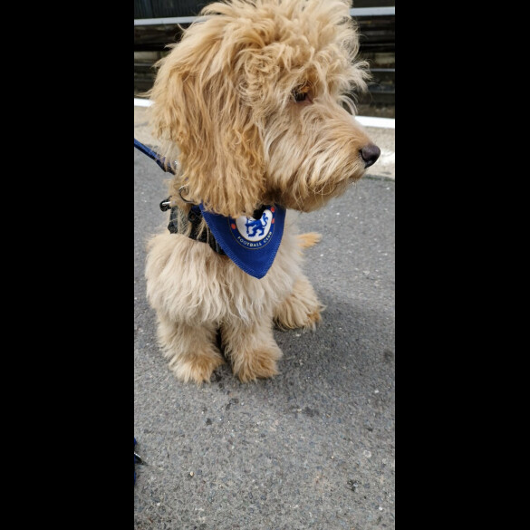Cockapoo