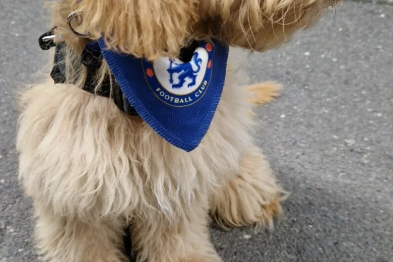 Cockapoo