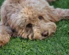 Cockapoo