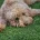 Cockapoo