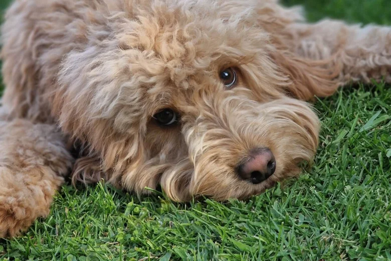 Cockapoo