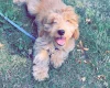 Cockapoo