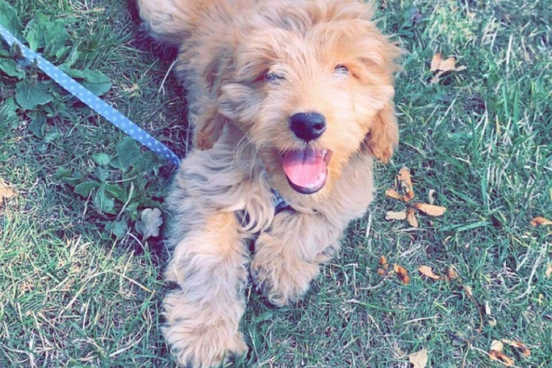 Cockapoo