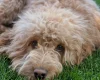 Cockapoo