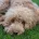 Cockapoo