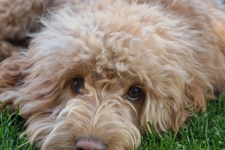 Cockapoo