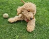 Cockapoo
