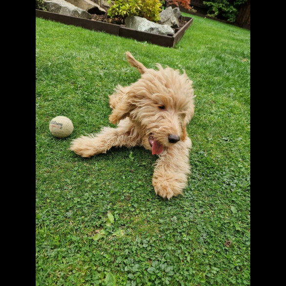 Cockapoo