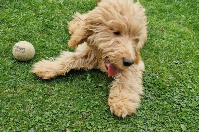 Cockapoo