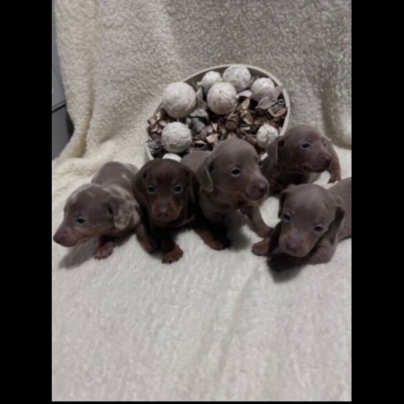 Dachshund (Miniature Smooth Haired)