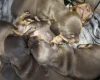 Dachshund (Miniature Smooth Haired)