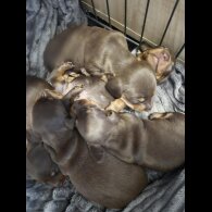 Dachshund (Miniature Smooth Haired)