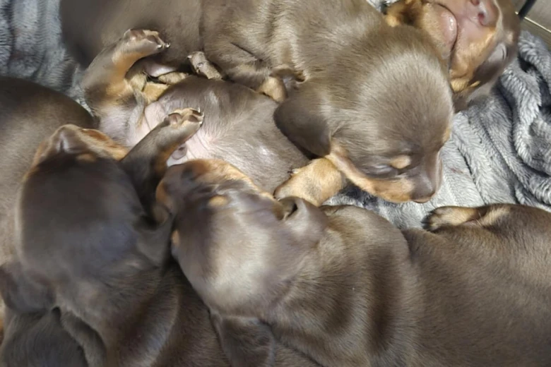 Dachshund (Miniature Smooth Haired)