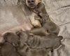 Dachshund (Miniature Smooth Haired)