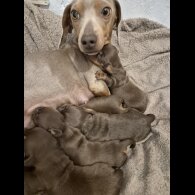 Dachshund (Miniature Smooth Haired)