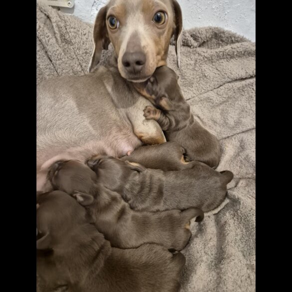 Dachshund (Miniature Smooth Haired)