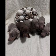 Dachshund (Miniature Smooth Haired)