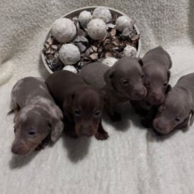 Dachshund (Miniature Smooth Haired)