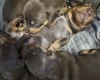 Dachshund (Miniature Smooth Haired)