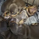 Dachshund (Miniature Smooth Haired)