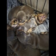 Dachshund (Miniature Smooth Haired)