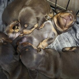 Dachshund (Miniature Smooth Haired)