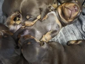 Dachshund (Miniature Smooth Haired)