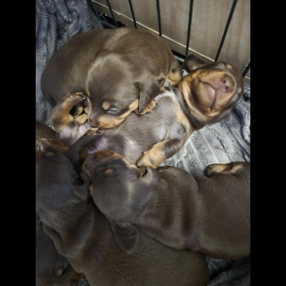 Dachshund (Miniature Smooth Haired)