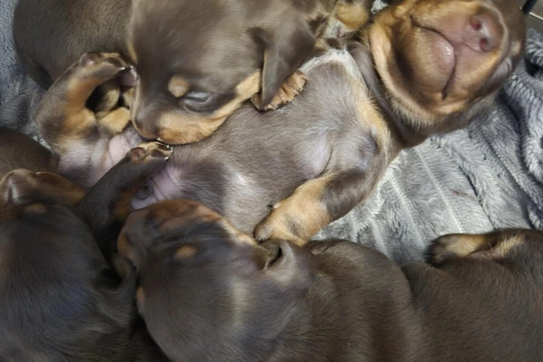 Dachshund (Miniature Smooth Haired)