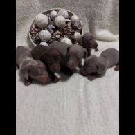 Dachshund (Miniature Smooth Haired)