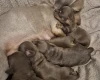 Dachshund (Miniature Smooth Haired)