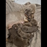 Dachshund (Miniature Smooth Haired)