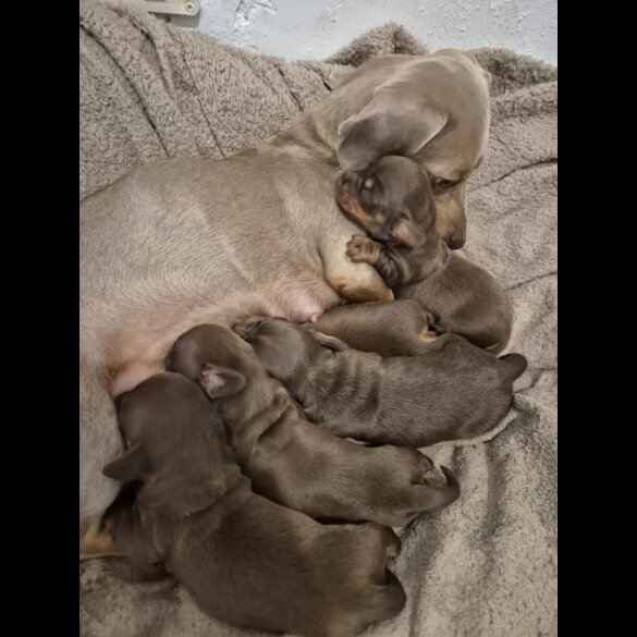 Dachshund (Miniature Smooth Haired)