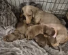 Dachshund (Miniature Smooth Haired)