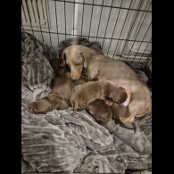 Dachshund (Miniature Smooth Haired)