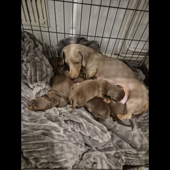 Dachshund (Miniature Smooth Haired)