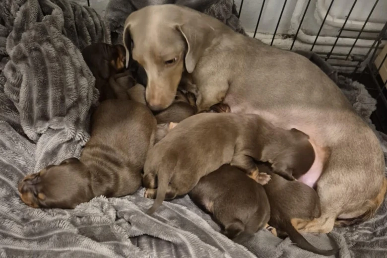 Dachshund (Miniature Smooth Haired)