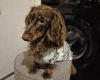 Dachshund (Miniature Smooth Haired)