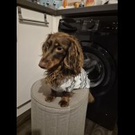 Dachshund (Miniature Smooth Haired)