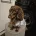 Dachshund (Miniature Smooth Haired)
