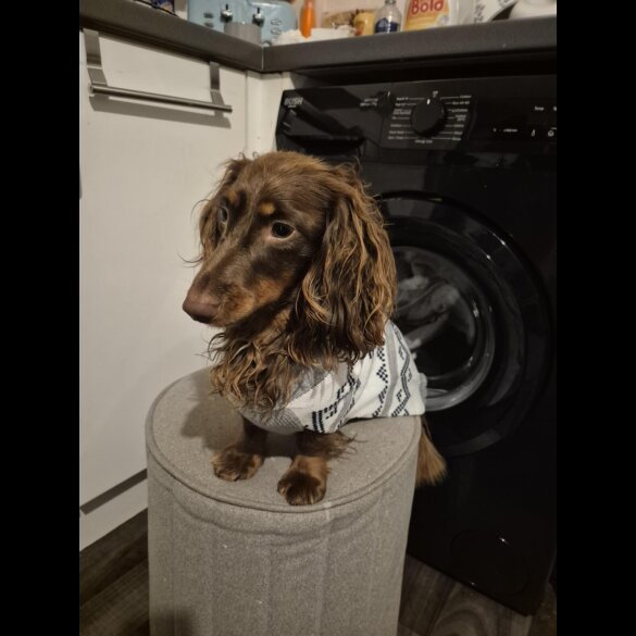 Dachshund (Miniature Smooth Haired)