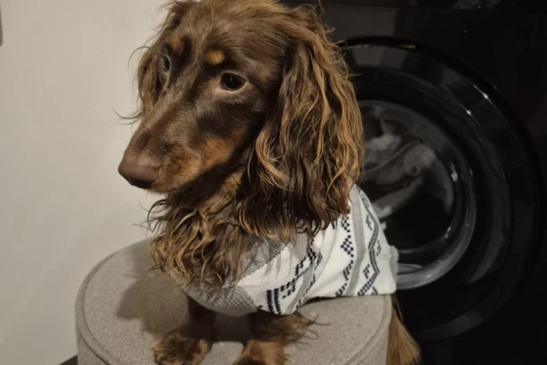 Dachshund (Miniature Smooth Haired)