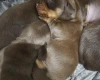 Dachshund (Miniature Smooth Haired)
