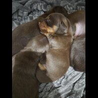 Dachshund (Miniature Smooth Haired)