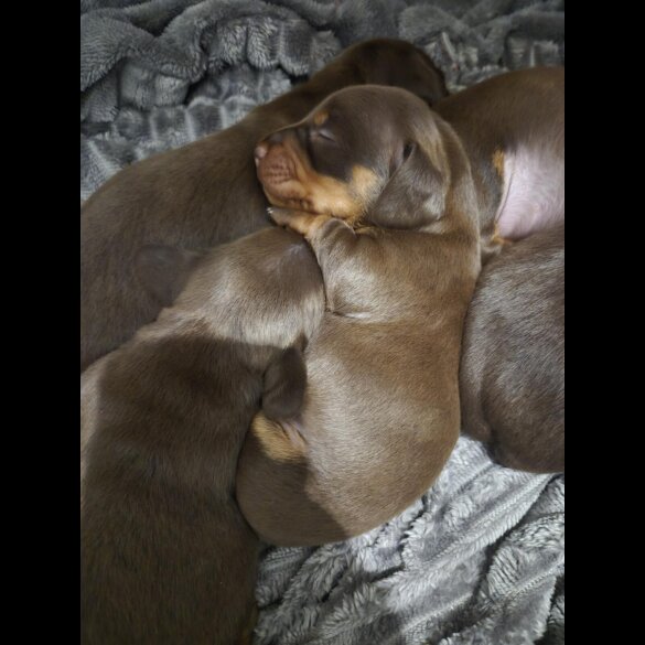 Dachshund (Miniature Smooth Haired)